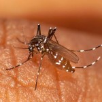 Chikungunya
